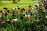 Photo ID: 051851, Flower beds in the Jardin Pierre Schneiter (222Kb)