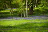 Photo ID: 052088, Bluebells amidst the National Birch Collection (229Kb)