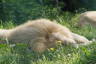 Photo ID: 054991, Dozing White Lion (152Kb)