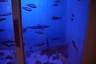 Photo ID: 064201, The dry aquarium at the Bymuseet i Bod� (109Kb)