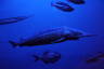 Photo ID: 064203, Middle of the Dry Aquarium (94Kb)