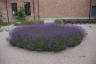Photo ID: 065158, Large lavender bush in the Abby garden (227Kb)